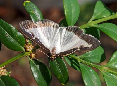 Zavíječ zimostrázový (Cydalima perspectalis) v Praze.