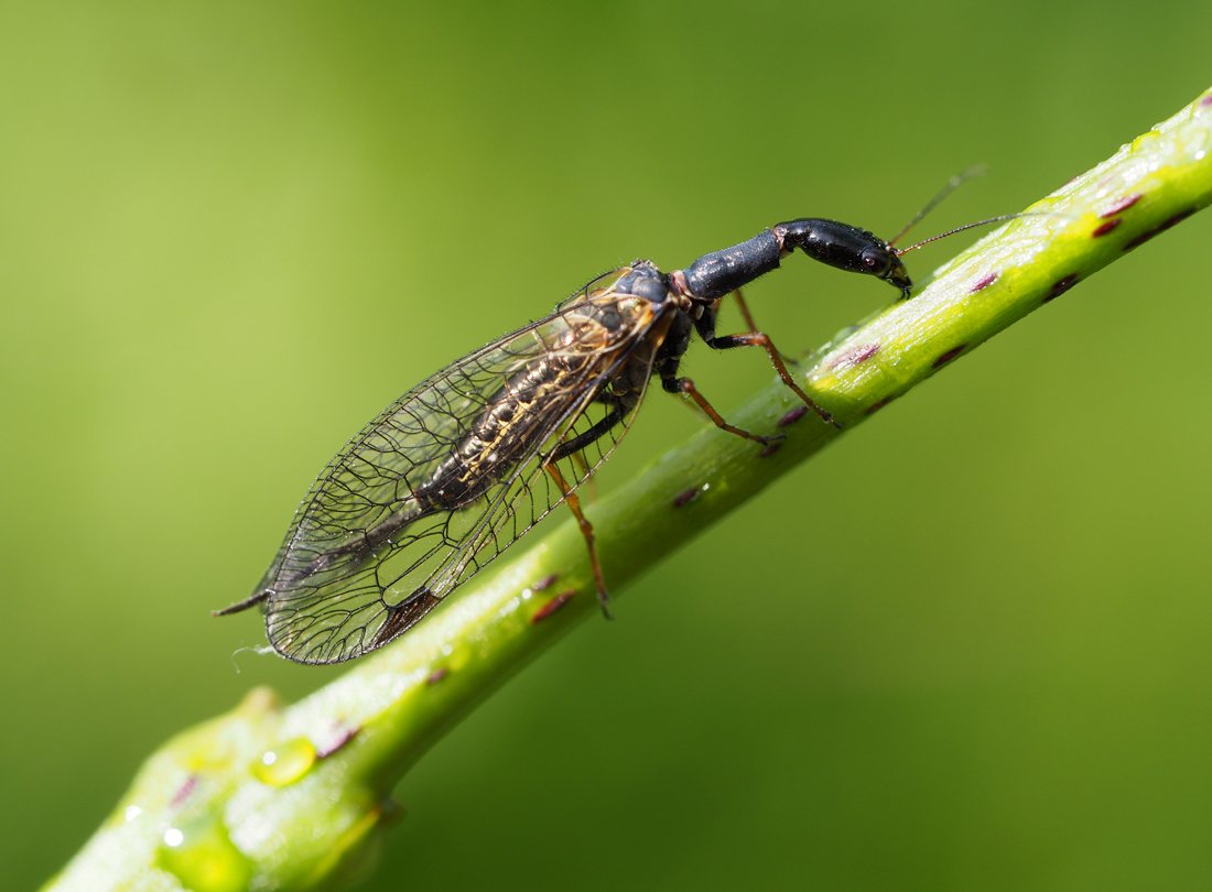 /Dlouhošíjka, samička.