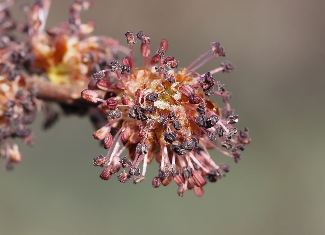 /Jilm polní, kvítky v detailu.
