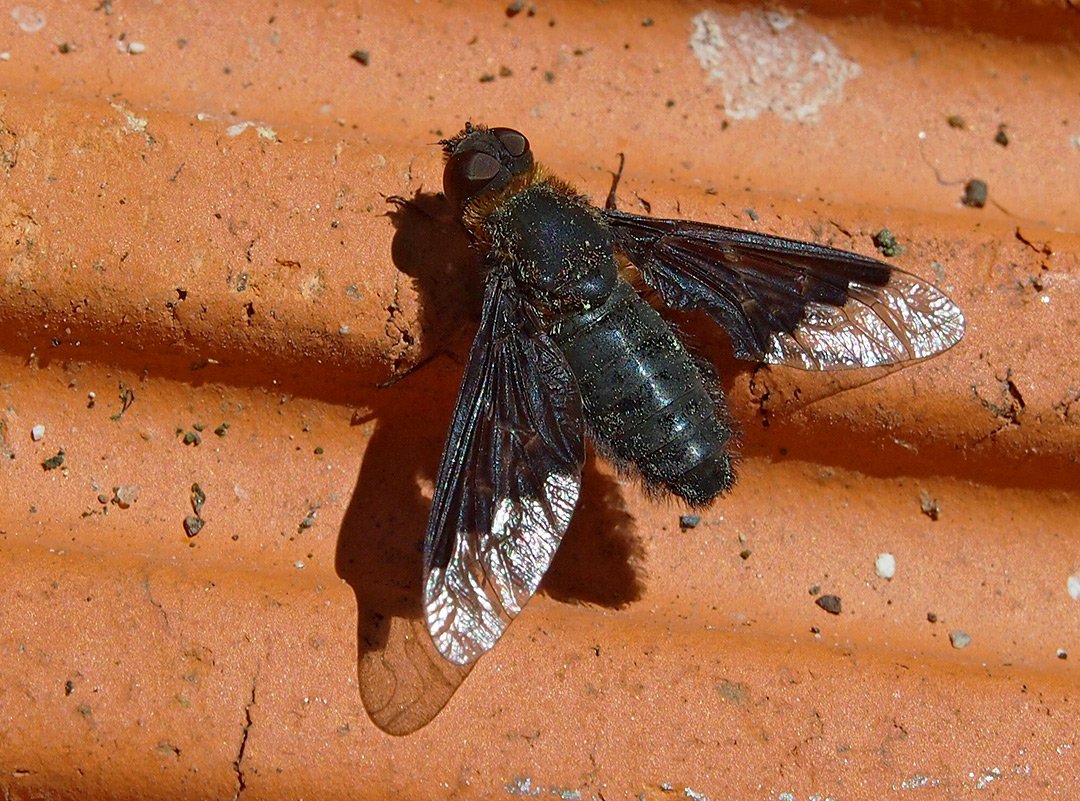 /Hemipenthes morio, černule kuklicová.