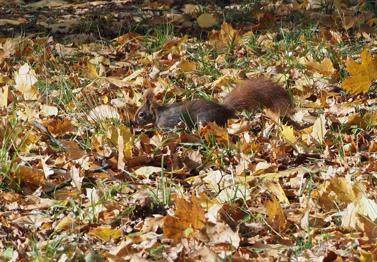 /Veverka utíká pryč.