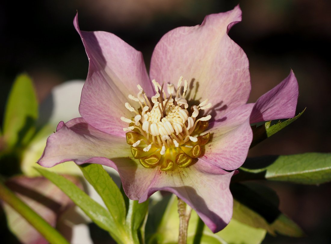 /Helleborus orientalis subsp. abchasicus. /Helleborus orientalis subsp. abchasicus.