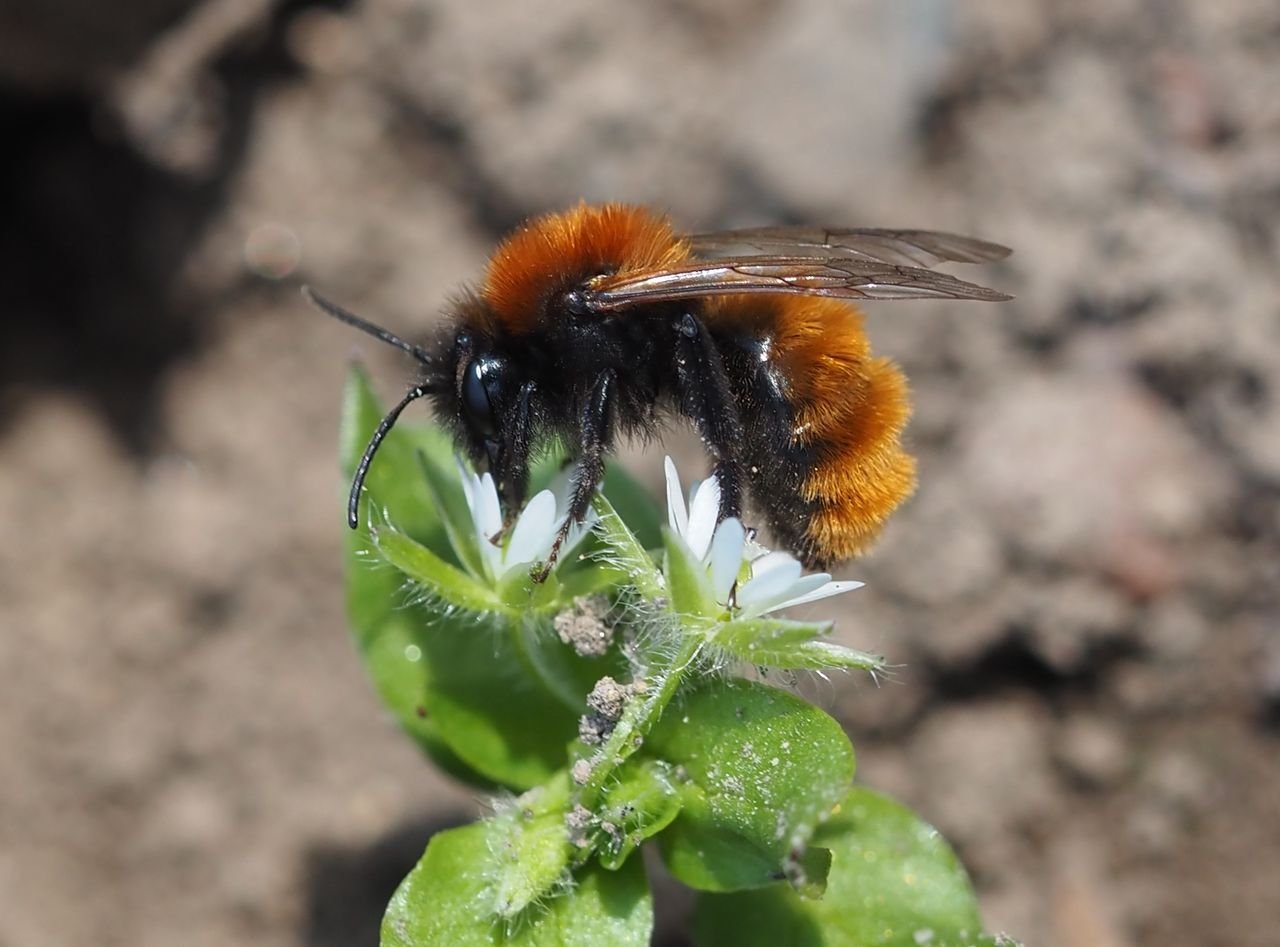 /Andrena fulva - březen 2026.