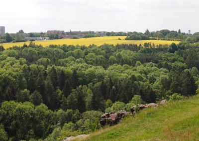 Přírodní rezervace Divoká Šárka a přírodní pohroma řepka olejka na její hranici.
