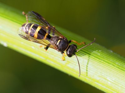 Vosilka Gorytes planifrons