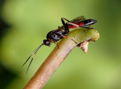 Lumek Stenichneumon culpator