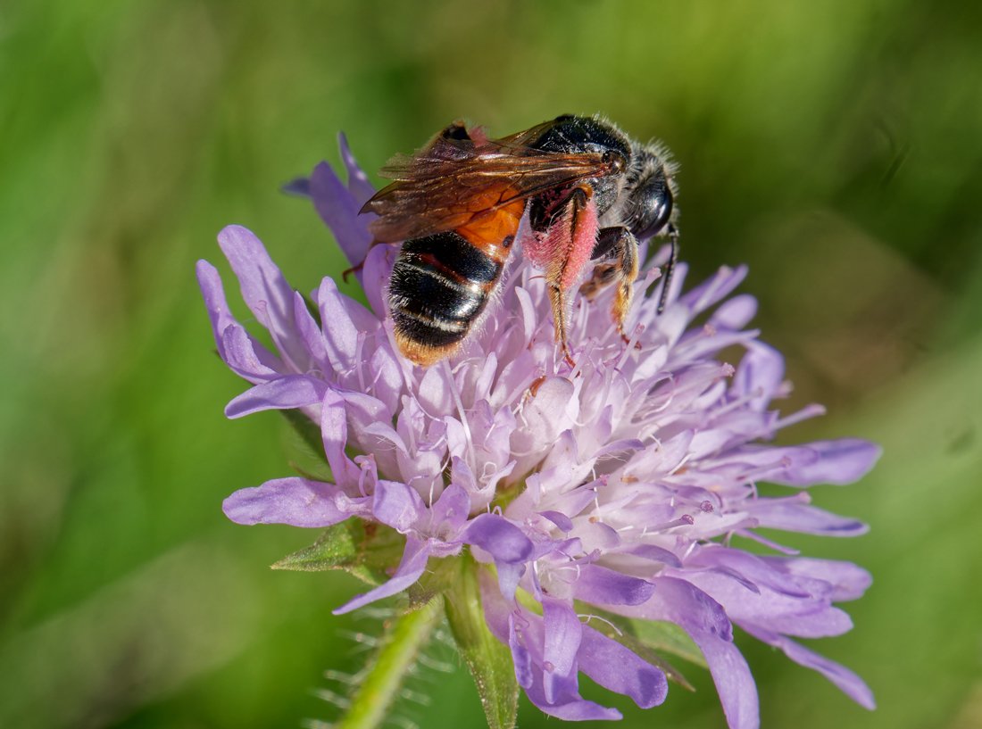 /Andrena hattorfiana, zadeček samičky.