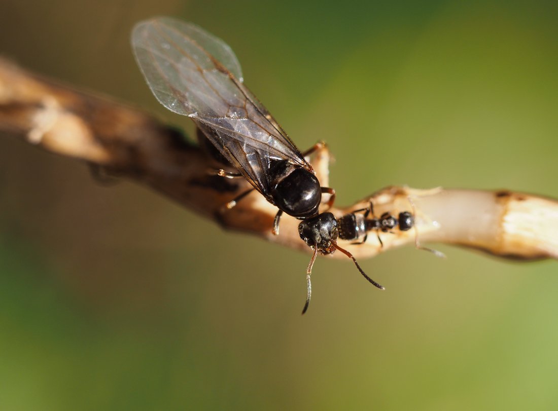 /Lasius niger, mladá samička s křídly a v pozadí dělnice.