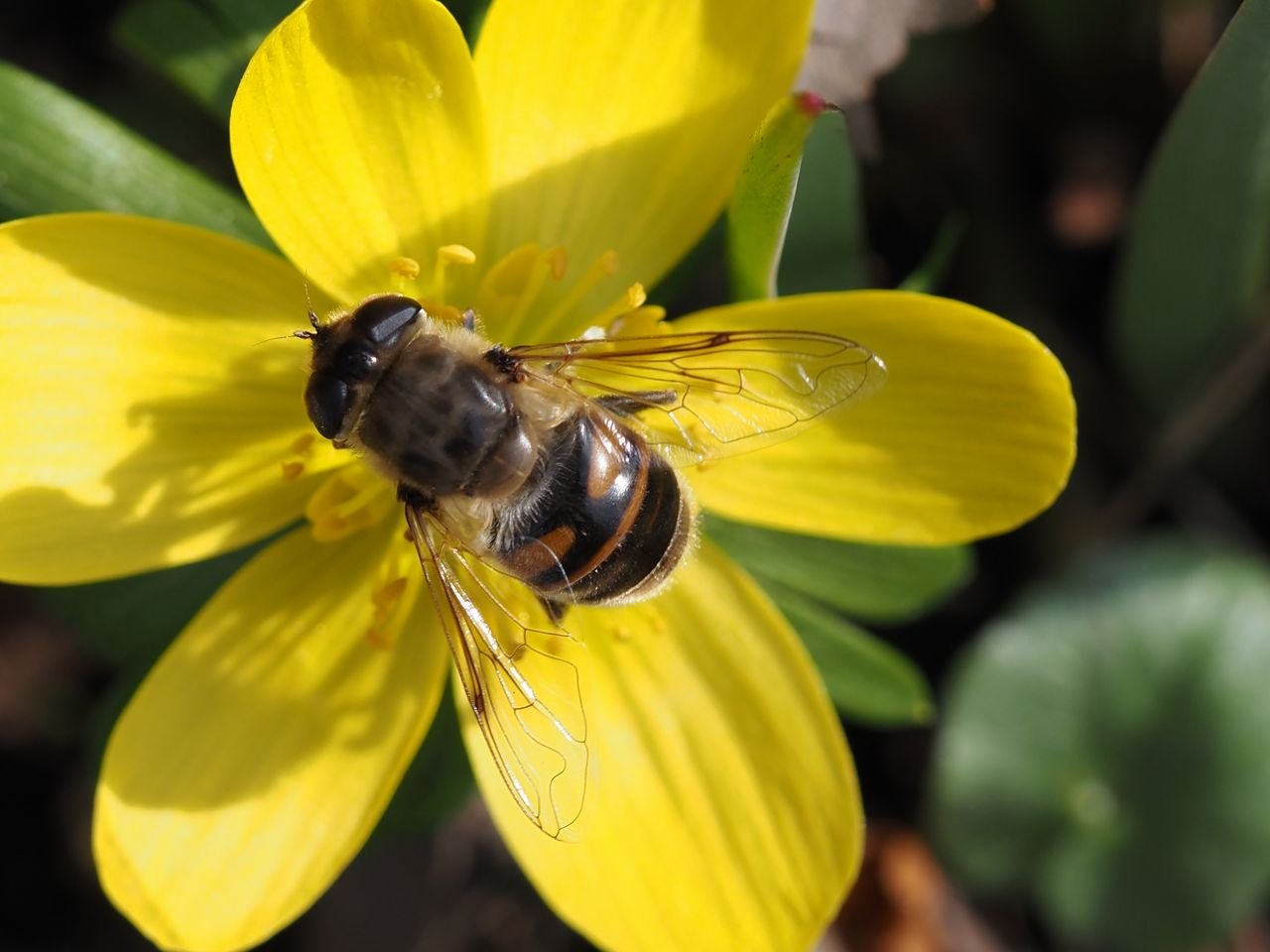 /Pestřenka trubcová je velmi otužilá.