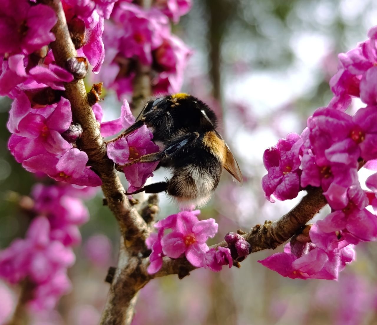 /Lýkovec se čmelákem hájovým. Foto Michaela Hlavatá