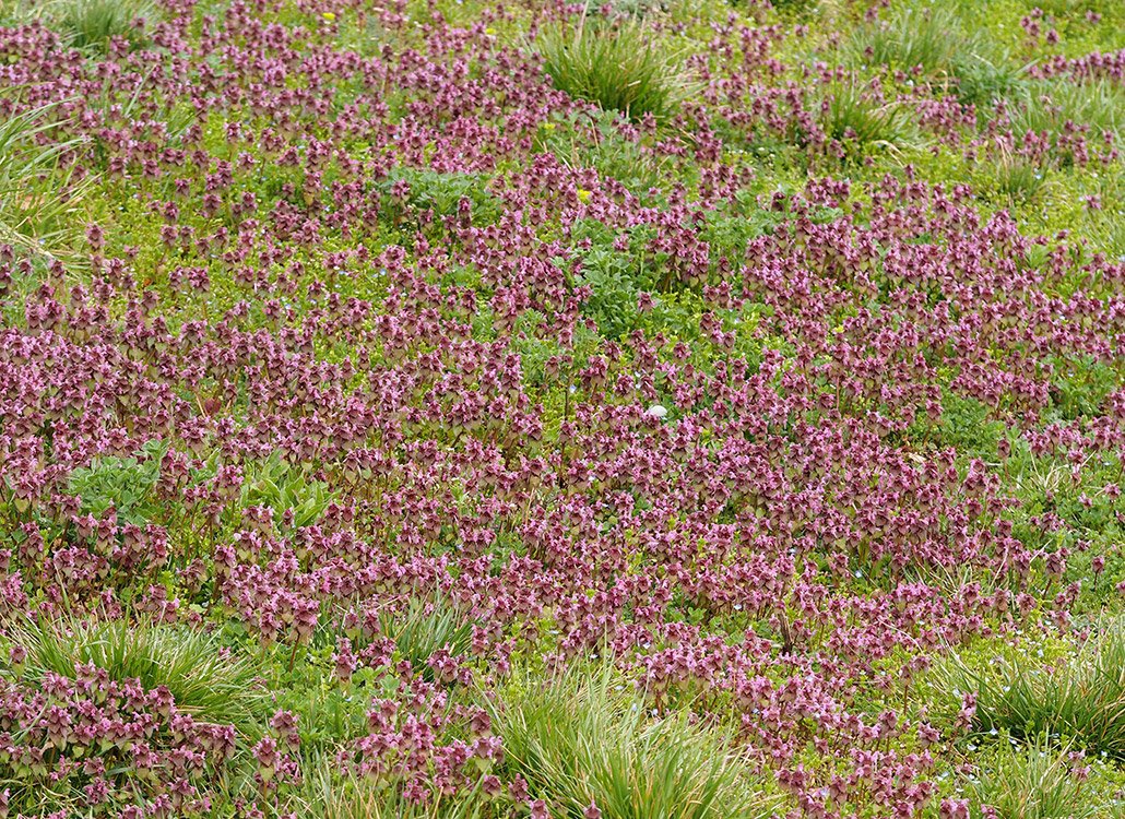 /Hluchavky nachové se rozrostly na velké ploše protipovodňové hráze.