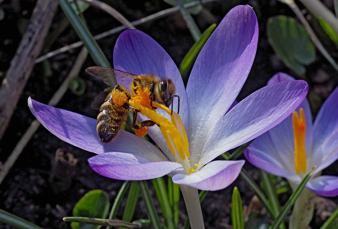 /Krokus se včelou medonosnou. /Krokus se včelou medonosnou.