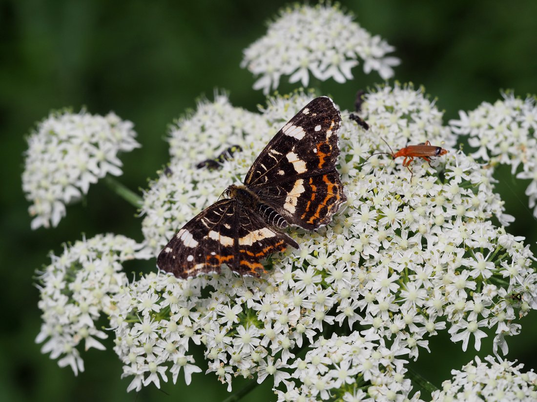 /Babočka síťkovaná (Araschnia levana). /Babočka síťkovaná (Araschnia levana).