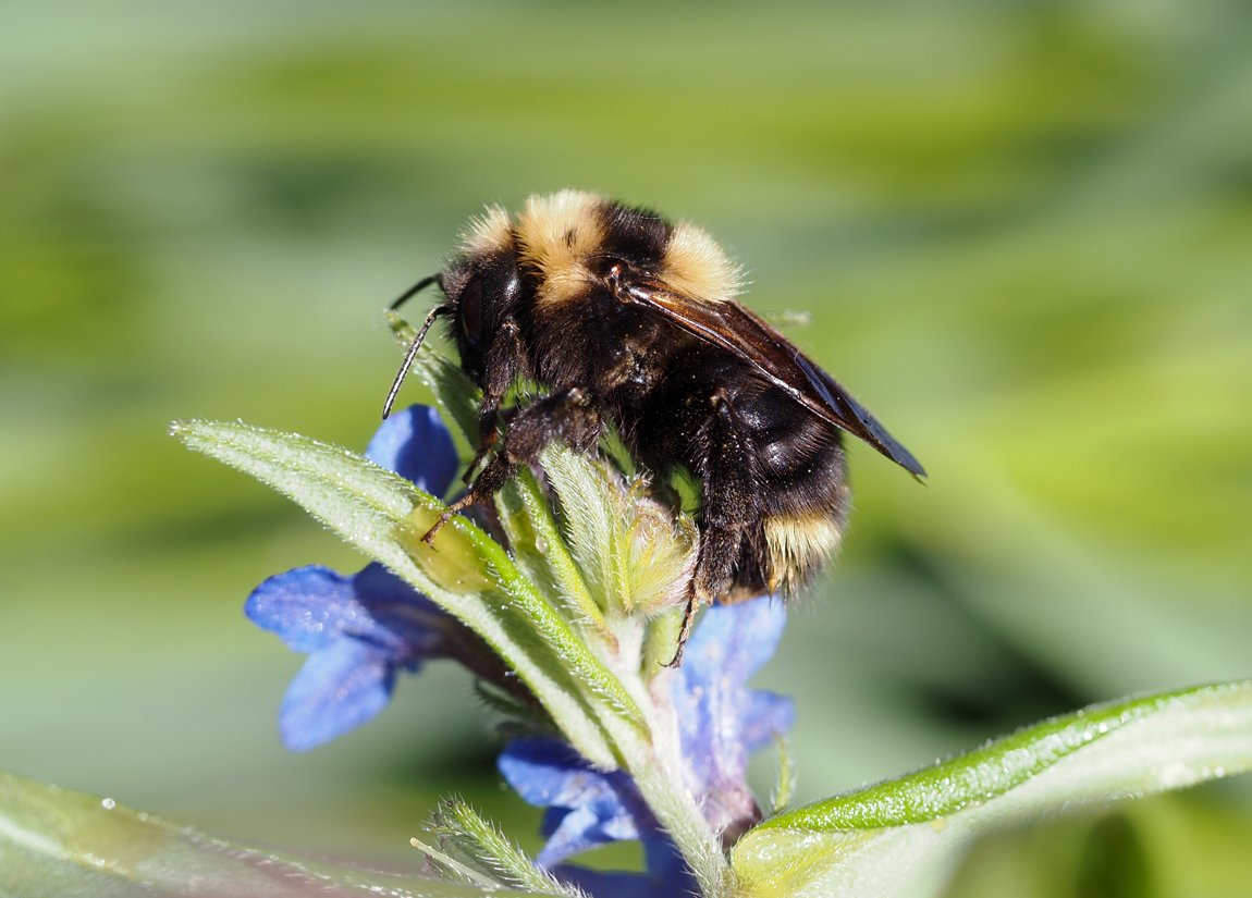 /Bombus barbutellus na květech kamejky.