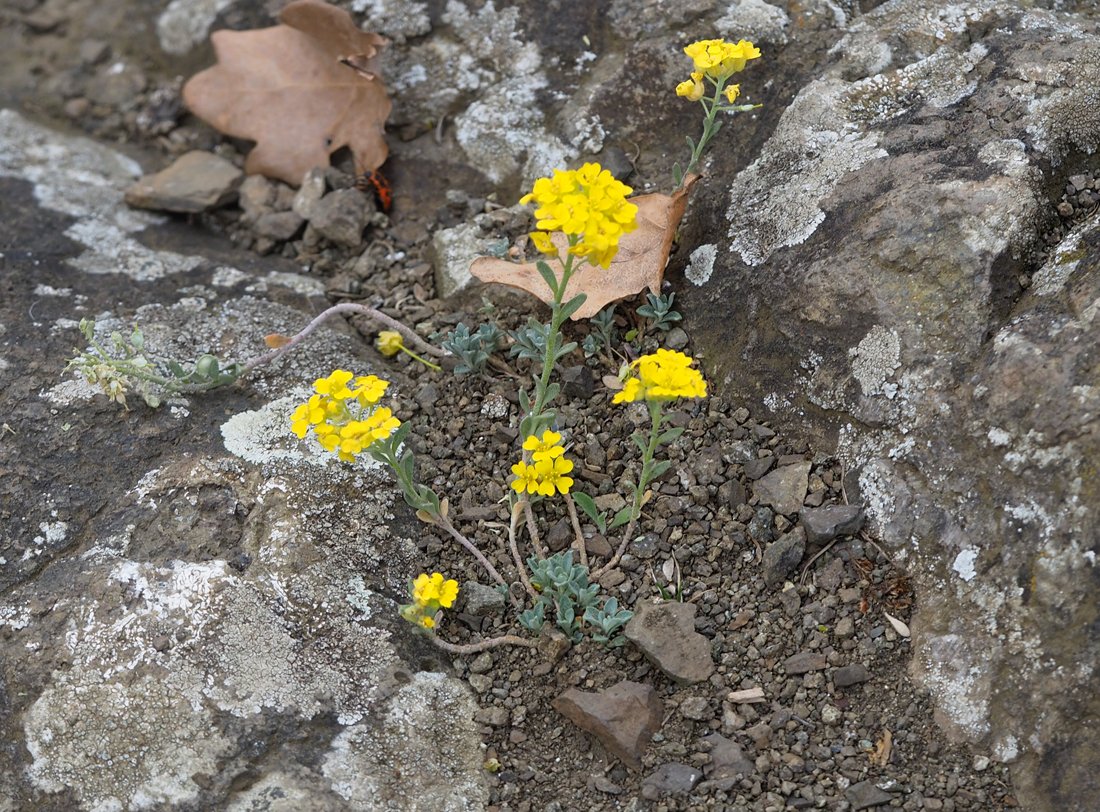 /Tařinka horská, jednotlivá rostlina.