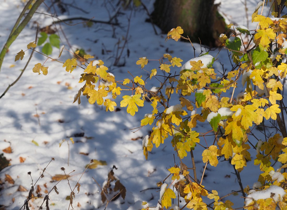 /Javor babyka se zasněženými listy. /Javor babyka se zasněženými listy.