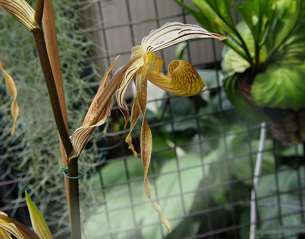 /Květ orchideje, fotografie bočního květu.