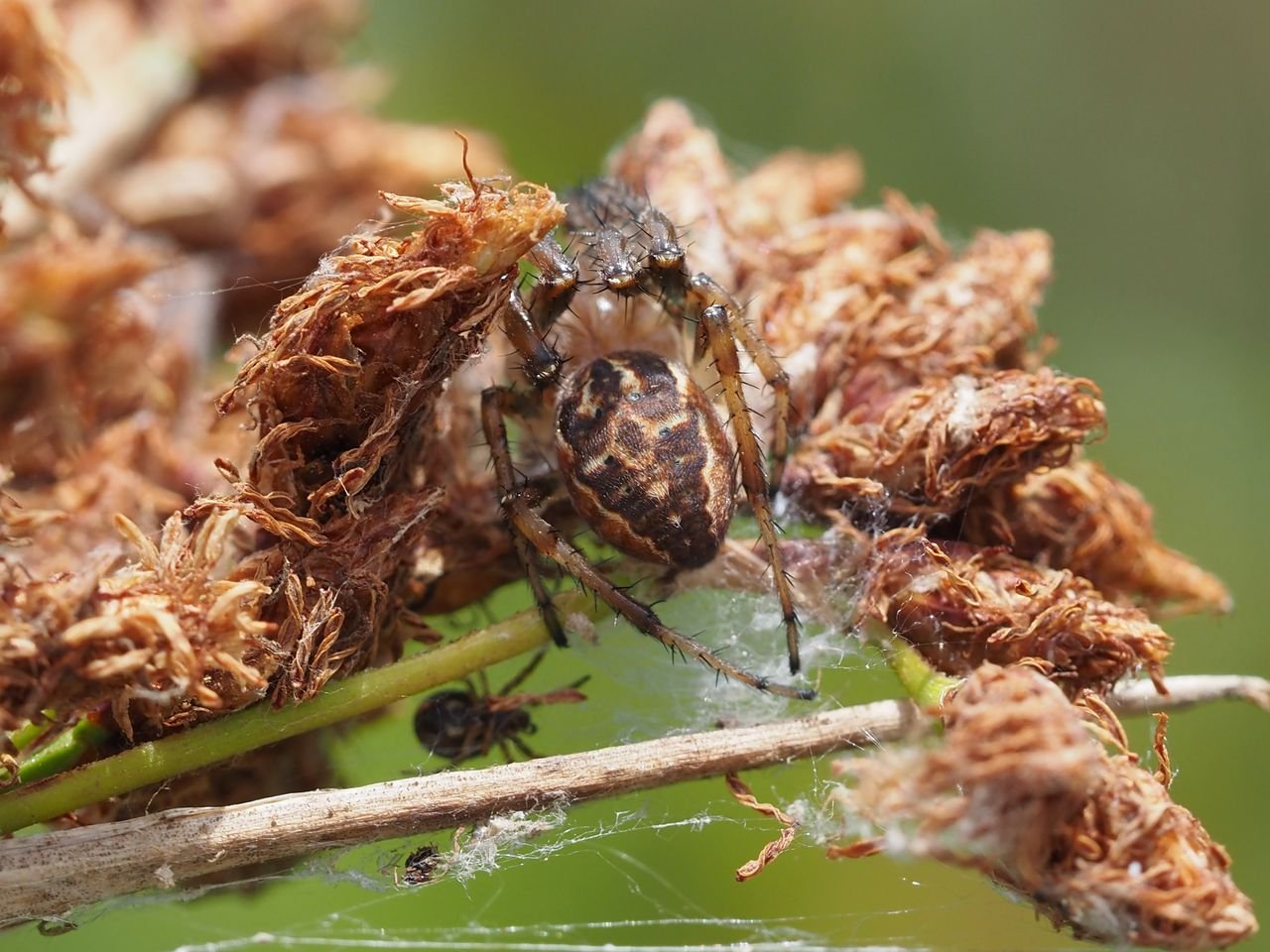 /Křižák rákosní, samička a drobný sameček na skřípinci. /Křižák rákosní, samička a drobný sameček na skřípinci.