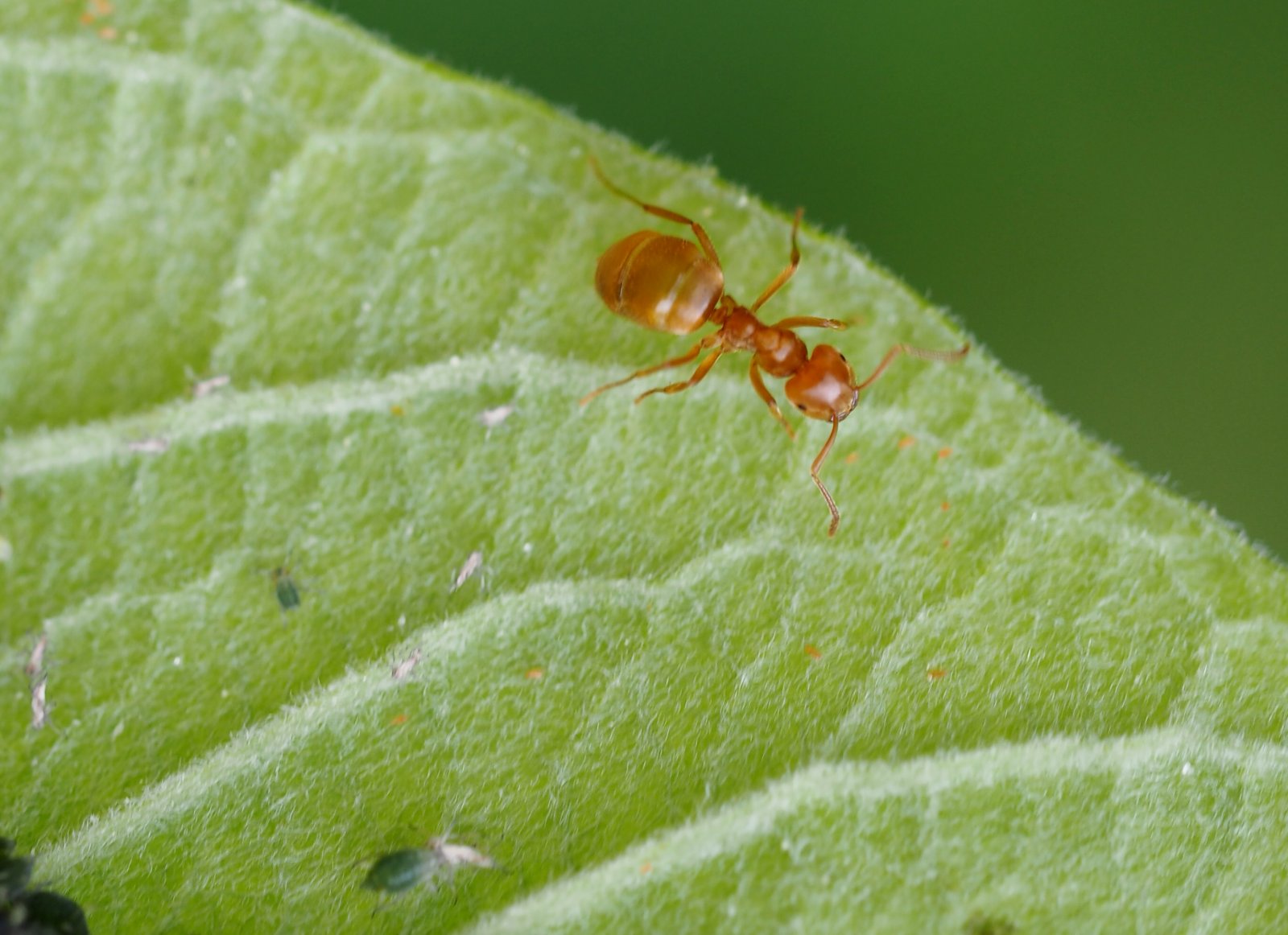 /Lasius umbratus pochoduje po listu do hnízda s plným bříškem.