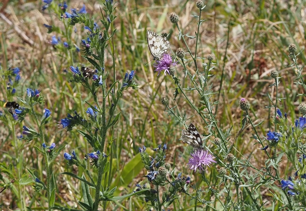 /Dva okáči bojínkoví na chrpě latnaté.