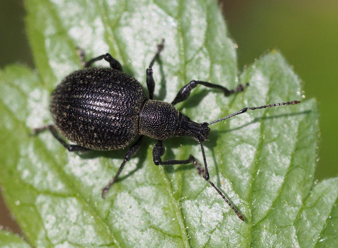 /Lalokonosec rýhovaný, květen 2021.