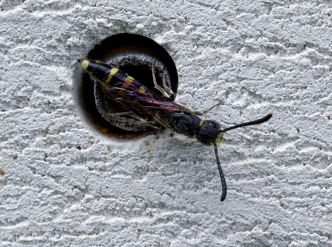 /Sapyga clavicornis, samička se pohybuje po stěně hmyzího hotelu. /Sapyga clavicornis, samička se pohybuje po stěně hmyzího hotelu.