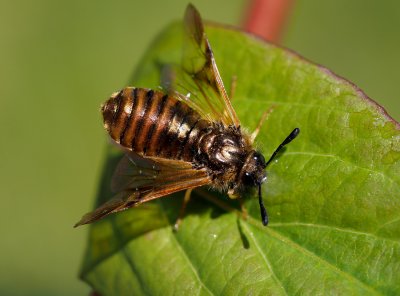 Které druhy hmyzu se mi povedlo fotografovat v dubnu na dejvické zahrádce.