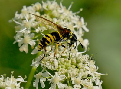 Tenthredo marginella  -  Pilatka bazalková