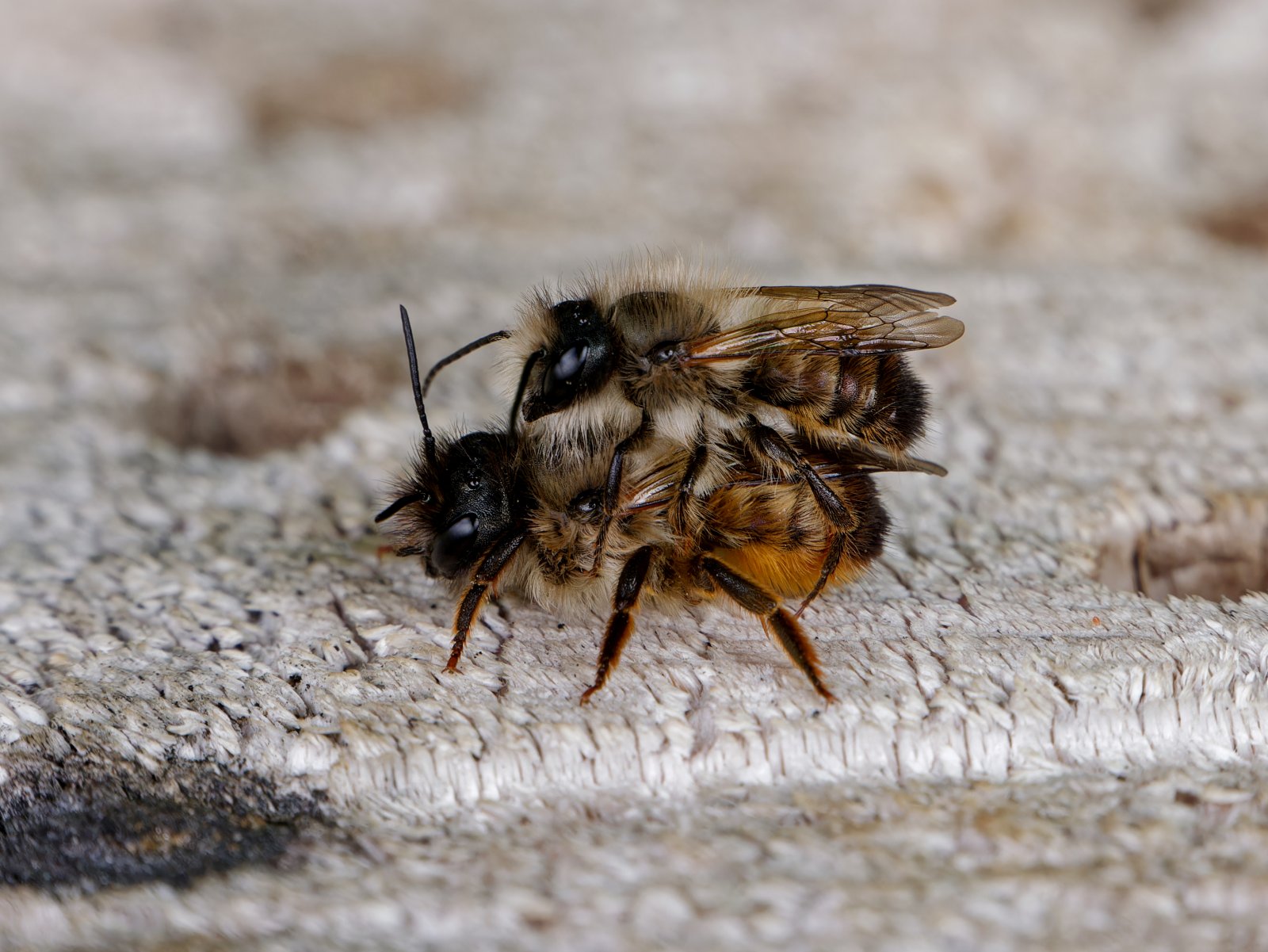 /Osmia bicornis, dvojice na stěně hmyzího hotelu.