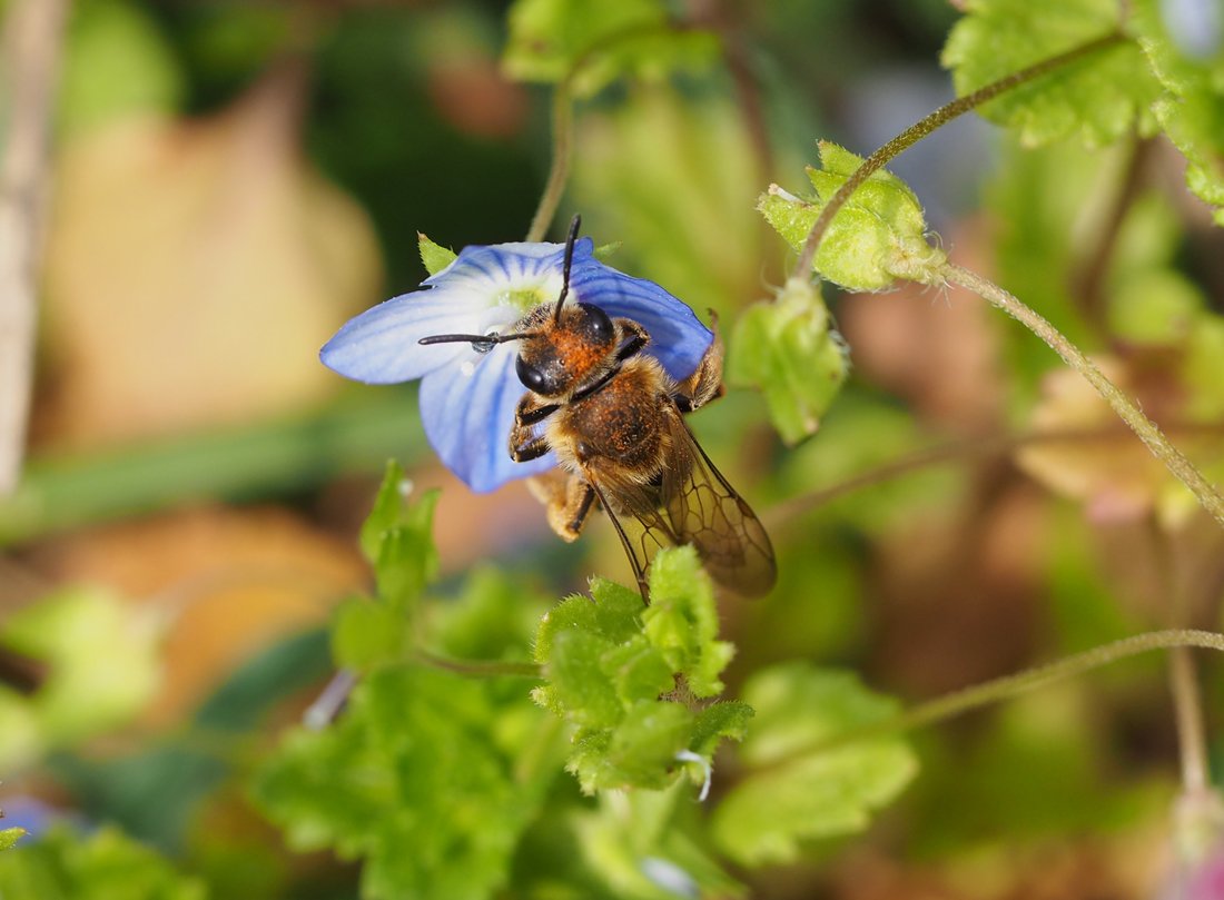 /Halictus simplex saje nektar z květu rozrazilu.