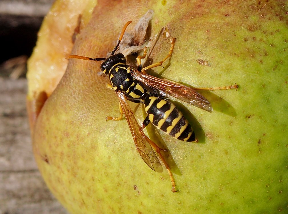 /Na spadlých hruškách hoduje hmyz, na fotografii je vosík francouzský. /Na spadlých hruškách hoduje hmyz, na fotografii je vosík francouzský.