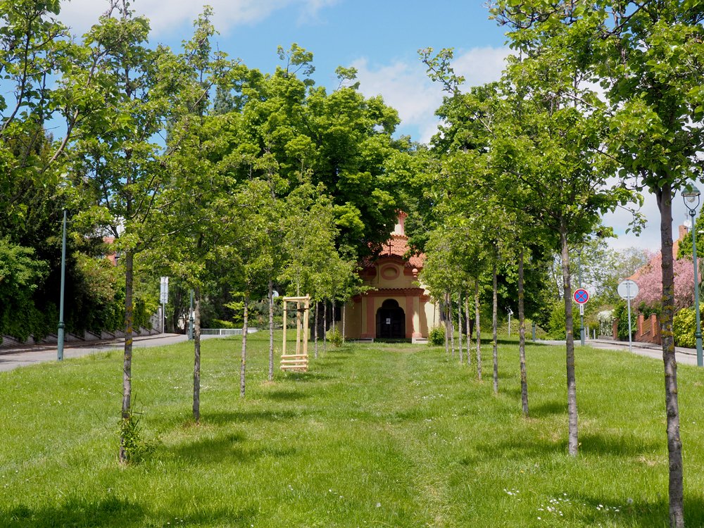 /Stromořadí před kaplí. /Stromořadí před kaplí.