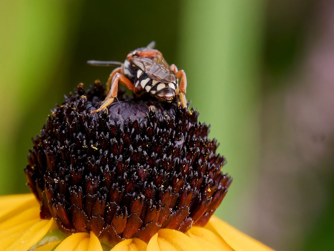/Epeolus variegatus - zadeček.