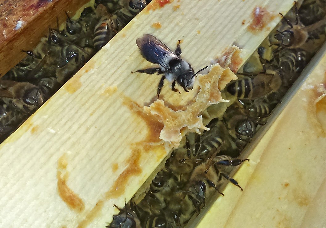 /Pískorypka popelavá ve včelím úlu mezi včelami.