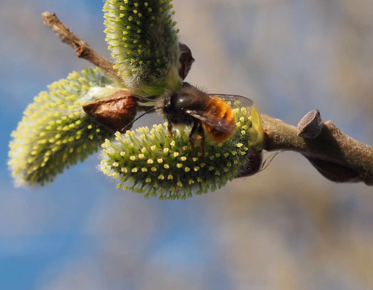 /Zednice rohatá na samičí jívě.