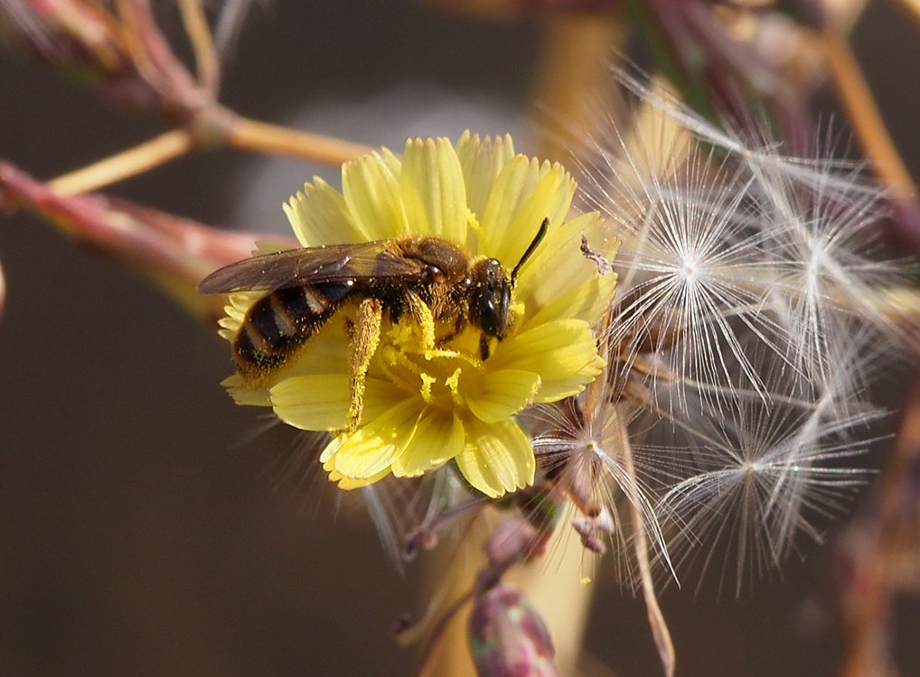 /Květ lociky kompasové a ploskočelka.