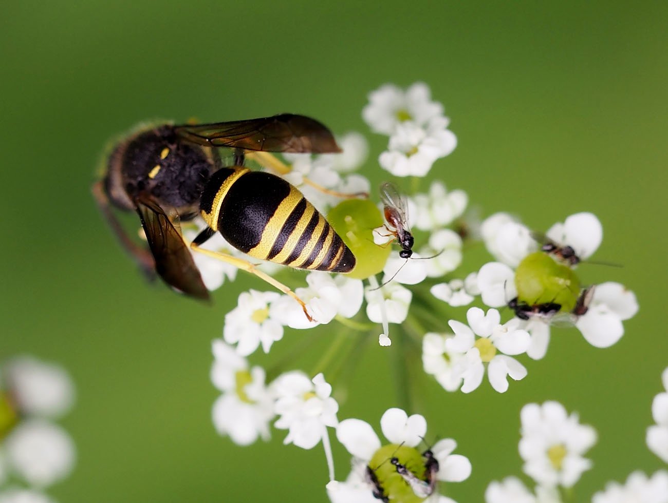 /Hrnčířka Ancistrocerus nigricornis a drobní blanokřídlí na květech krabilice. /Hrnčířka Ancistrocerus nigricornis a drobní blanokřídlí na květech krabilice.