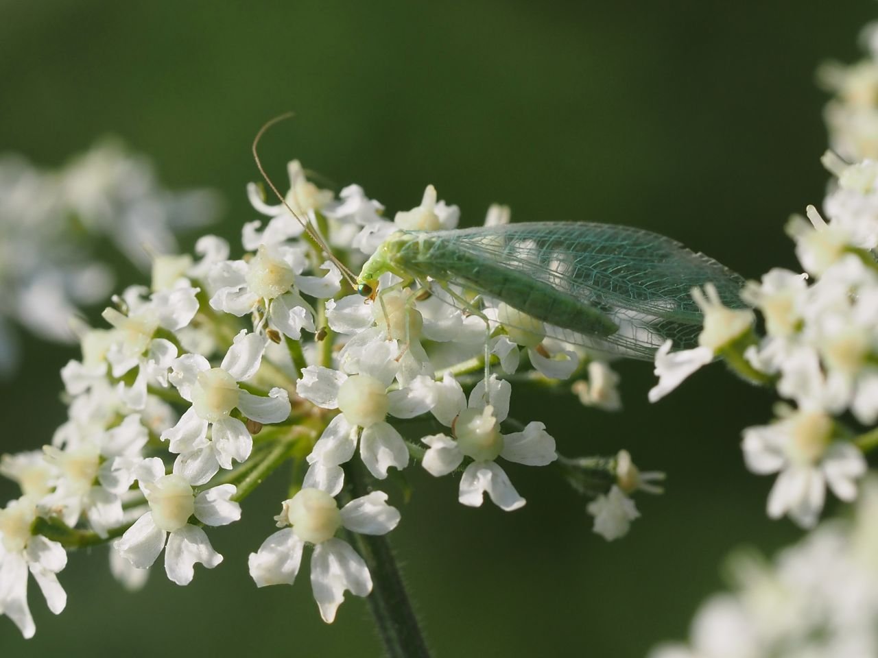 /Zlatoočka na bolševníku obecném.