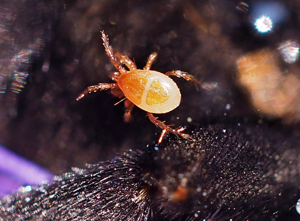 /Roztoč Parasitellus fucorum - s velkým zvětšením. /Roztoč Parasitellus fucorum - s velkým zvětšením.