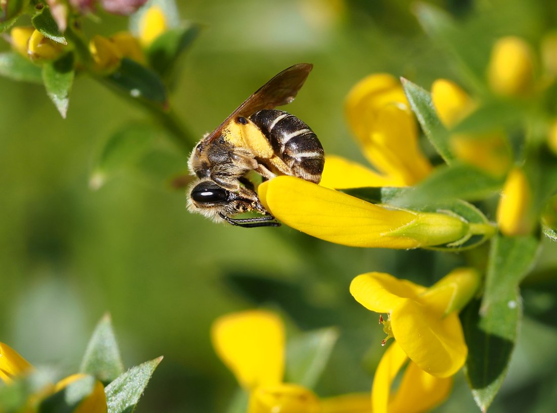 /Andrena ovatula na kručince.