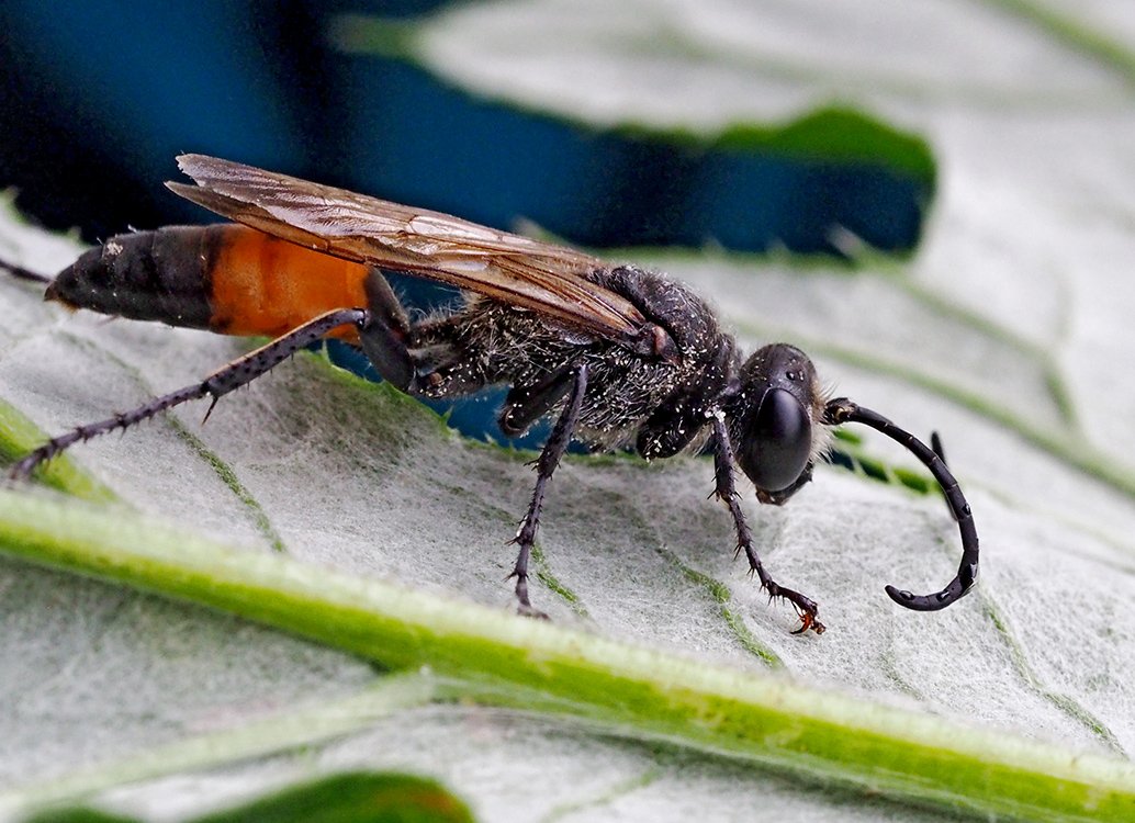 /Kutilka obecná, sameček fotografovaný zvětšeně. /Kutilka obecná, sameček fotografovaný zvětšeně.