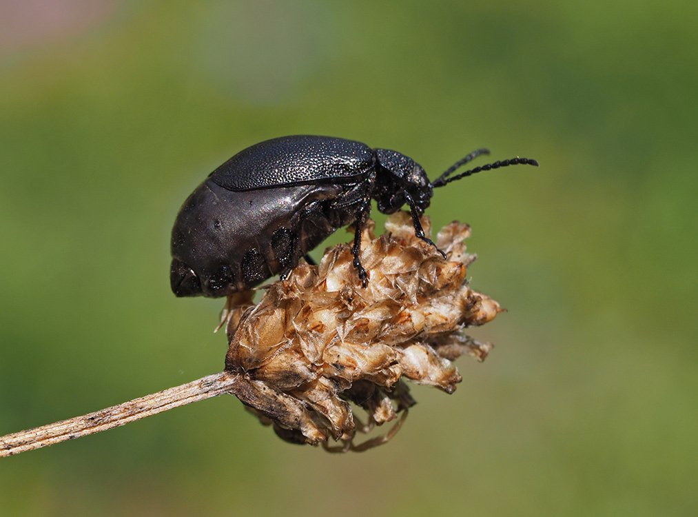 /Brouk bázlivec černý. /Brouk bázlivec černý.