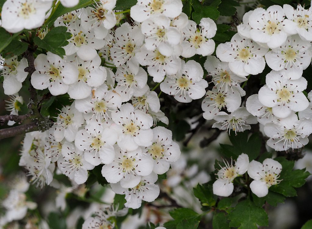 /Hlohy kvetou v období ledových mužů.