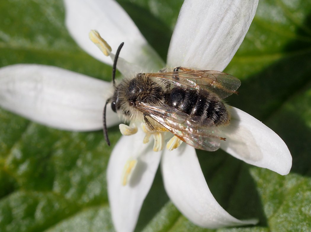 /Andrena florivaga, sameček. Zobrazený zadeček.
