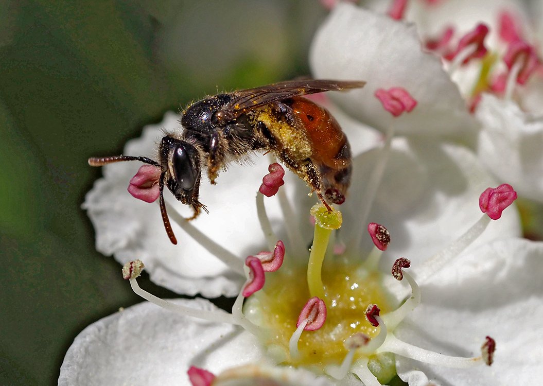 /Pískorypka sbírá pyl v květu hlohu.