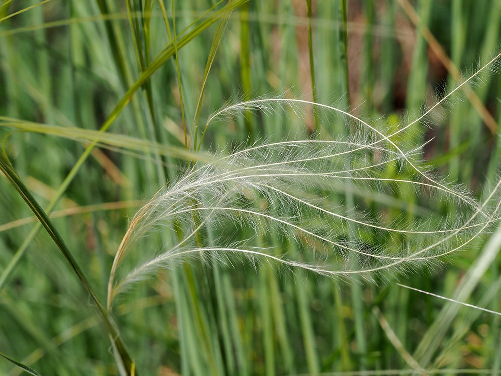 /kavyl Ivanův, ozdobný klásek. /kavyl Ivanův, ozdobný klásek.