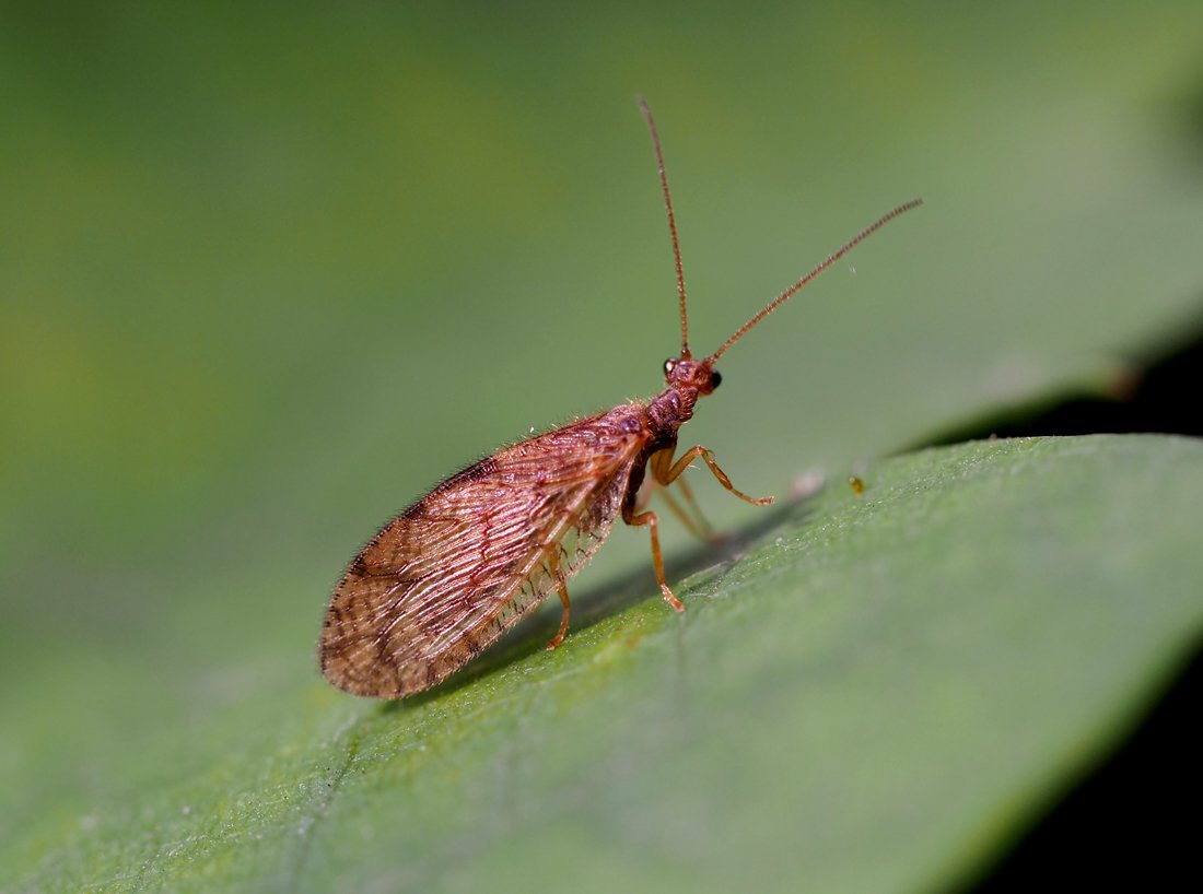 /Denivka Micromus angulatus.