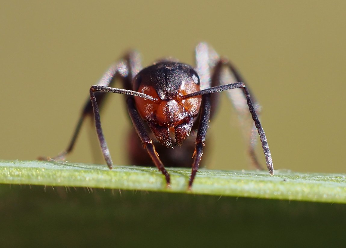 /Formica pratensis, portrét s tykadly.