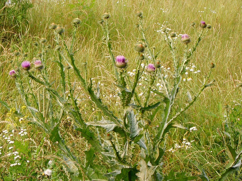 /Ostropes, vrchol rostliny.