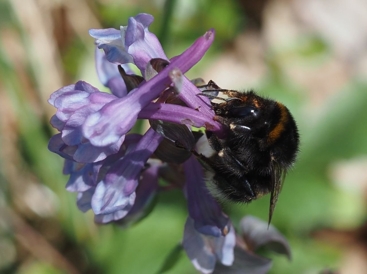 /Čmelák má sosák zasunutý do hloubky květní ostruhy dymnivky.